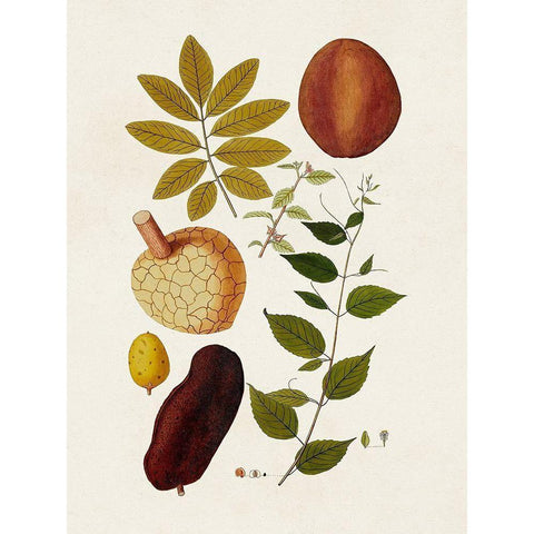 Exotic Botanicals III Black Modern Wood Framed Art Print with Double Matting by Unknown