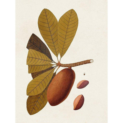 Exotic Botanicals IV White Modern Wood Framed Art Print by Unknown