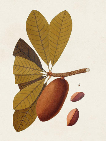 Exotic Botanicals IV White Modern Wood Framed Art Print with Double Matting by Unknown