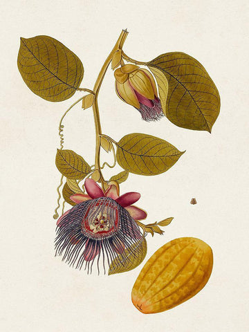 Exotic Botanicals V White Modern Wood Framed Art Print with Double Matting by Unknown