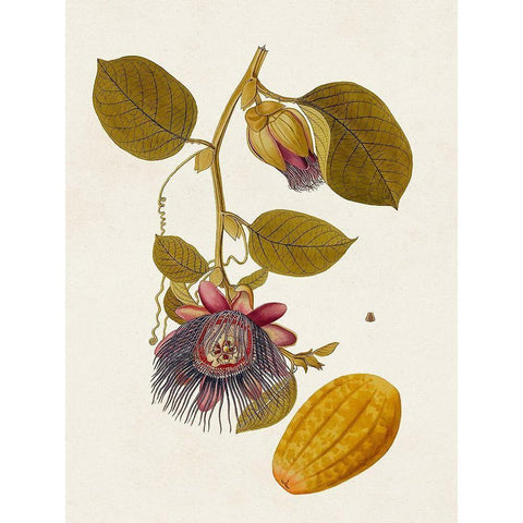 Exotic Botanicals V Black Modern Wood Framed Art Print by Unknown