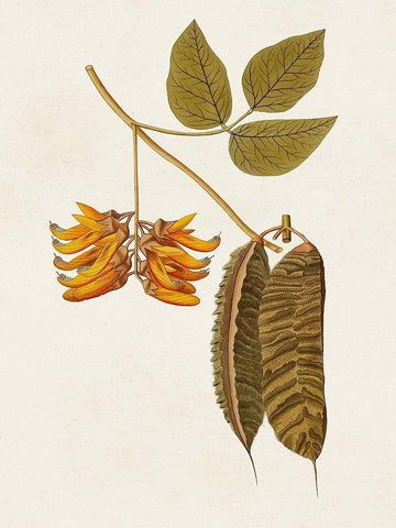 Exotic Botanicals VI Black Ornate Wood Framed Art Print with Double Matting by Unknown