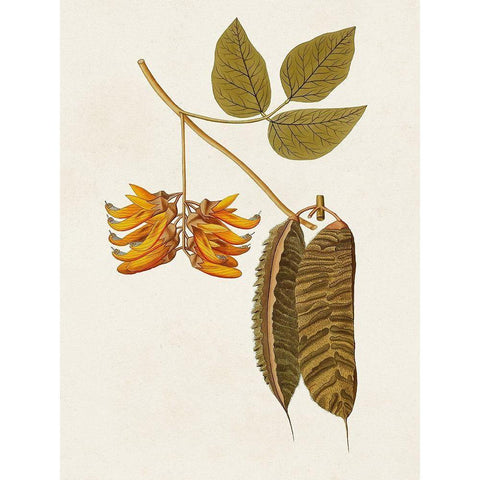 Exotic Botanicals VI White Modern Wood Framed Art Print by Unknown