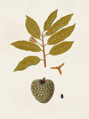 Exotic Botanicals VII Black Ornate Wood Framed Art Print with Double Matting by Unknown