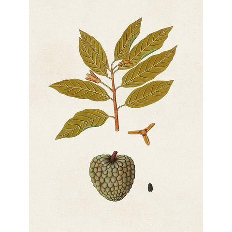 Exotic Botanicals VII Black Modern Wood Framed Art Print by Unknown