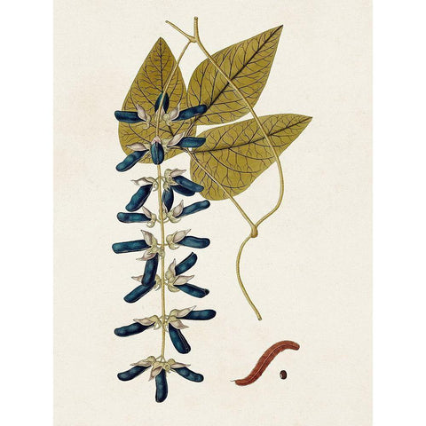 Exotic Botanicals VIII Black Modern Wood Framed Art Print by Unknown