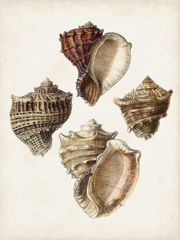 Sowerby Shells I Black Ornate Wood Framed Art Print with Double Matting by Sowerby, James