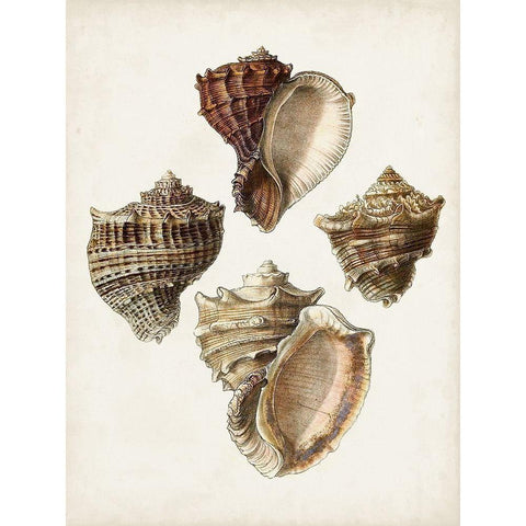 Sowerby Shells I Gold Ornate Wood Framed Art Print with Double Matting by Sowerby, James