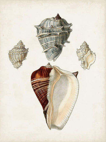 Sowerby Shells II Black Ornate Wood Framed Art Print with Double Matting by Sowerby, James