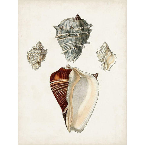 Sowerby Shells II Black Modern Wood Framed Art Print with Double Matting by Sowerby, James