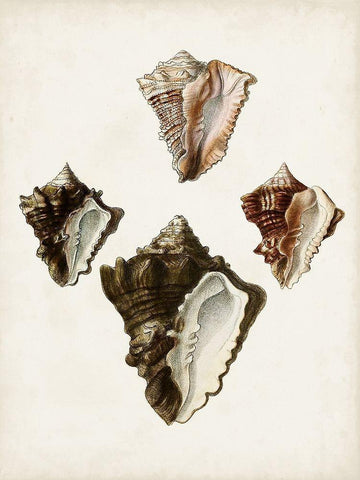 Sowerby Shells III Black Ornate Wood Framed Art Print with Double Matting by Sowerby, James