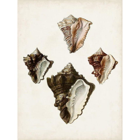 Sowerby Shells III Black Modern Wood Framed Art Print by Sowerby, James