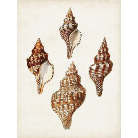 Sowerby Shells IV White Modern Wood Framed Art Print by Sowerby, James