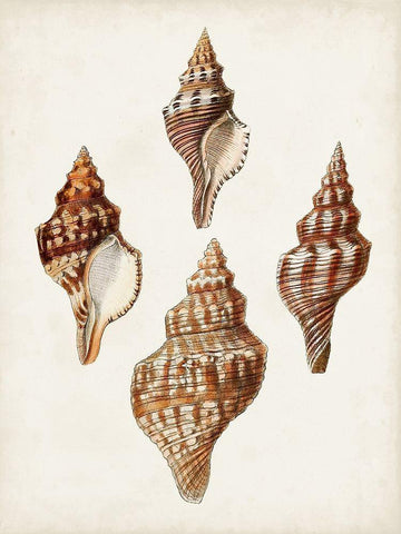 Sowerby Shells IV White Modern Wood Framed Art Print with Double Matting by Sowerby, James