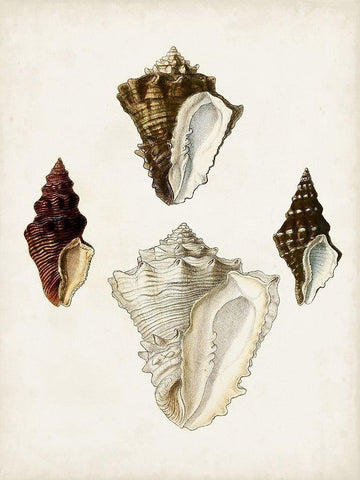 Sowerby Shells V White Modern Wood Framed Art Print with Double Matting by Sowerby, James