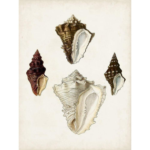 Sowerby Shells V Black Modern Wood Framed Art Print by Sowerby, James