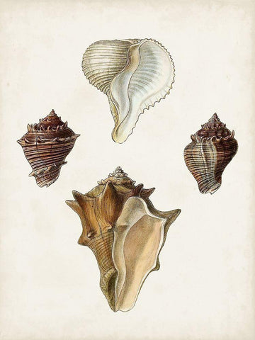 Sowerby Shells VI Black Ornate Wood Framed Art Print with Double Matting by Sowerby, James