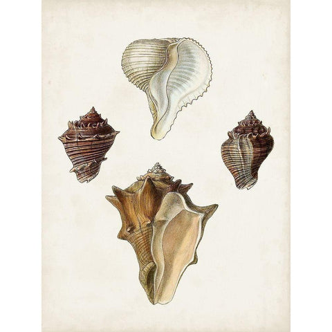 Sowerby Shells VI Black Modern Wood Framed Art Print by Sowerby, James