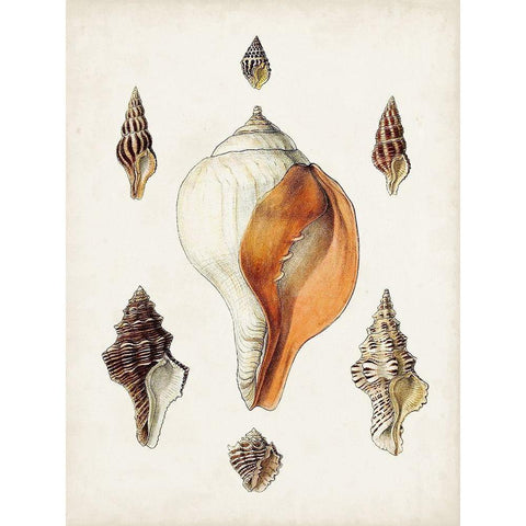 Sowerby Shells VII Gold Ornate Wood Framed Art Print with Double Matting by Sowerby, James
