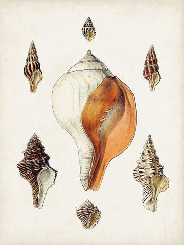 Sowerby Shells VII Black Ornate Wood Framed Art Print with Double Matting by Sowerby, James