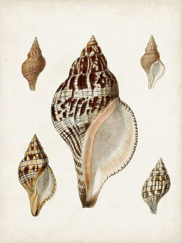 Sowerby Shells VIII White Modern Wood Framed Art Print with Double Matting by Sowerby, James
