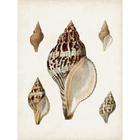 Sowerby Shells VIII Black Modern Wood Framed Art Print by Sowerby, James