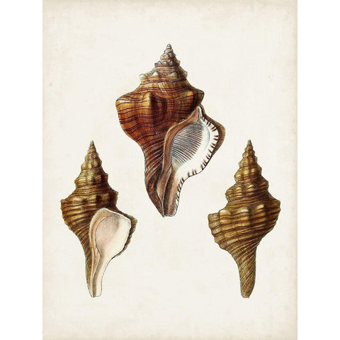 Sowerby Shells IX Black Modern Wood Framed Art Print by Sowerby, James