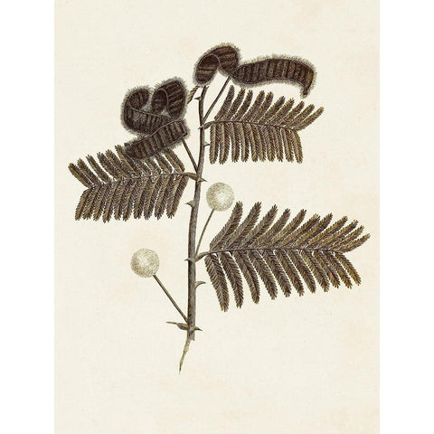 Sepia Botanicals I Black Modern Wood Framed Art Print with Double Matting by Vision Studio