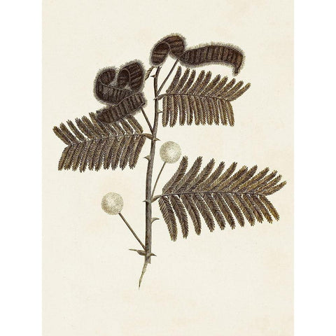 Sepia Botanicals I Black Modern Wood Framed Art Print by Vision Studio