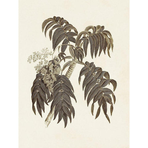 Sepia Botanicals III Black Modern Wood Framed Art Print by Vision Studio