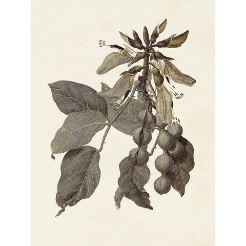 Sepia Botanicals IV Black Modern Wood Framed Art Print with Double Matting by Vision Studio