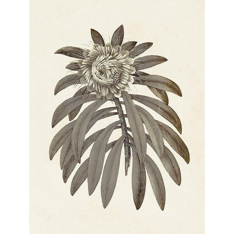 Sepia Botanicals VI White Modern Wood Framed Art Print by Vision Studio