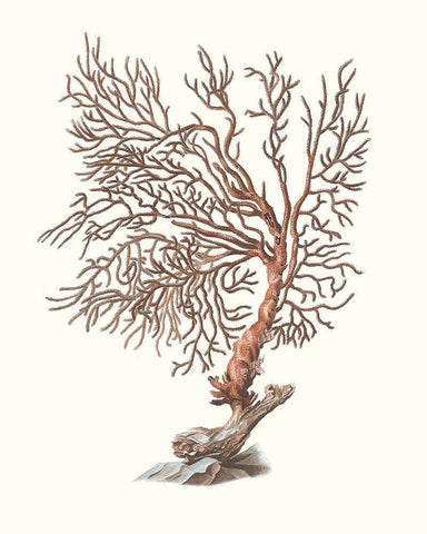 Terra Cotta Coral I Black Ornate Wood Framed Art Print with Double Matting by Unknown