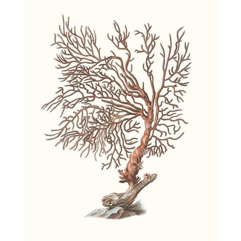 Terra Cotta Coral I Black Modern Wood Framed Art Print by Unknown