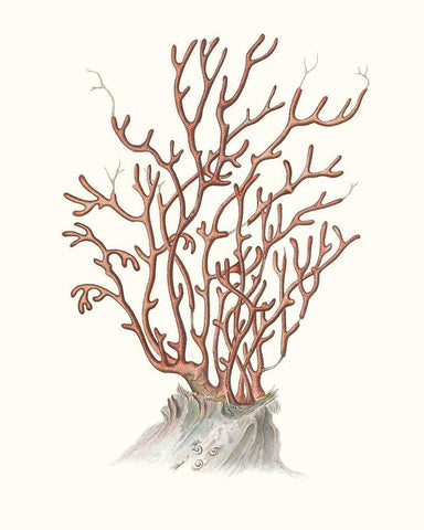 Terra Cotta Coral II White Modern Wood Framed Art Print with Double Matting by Unknown