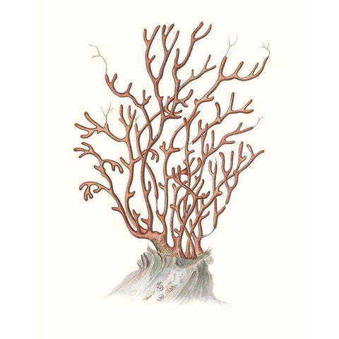 Terra Cotta Coral II White Modern Wood Framed Art Print by Unknown