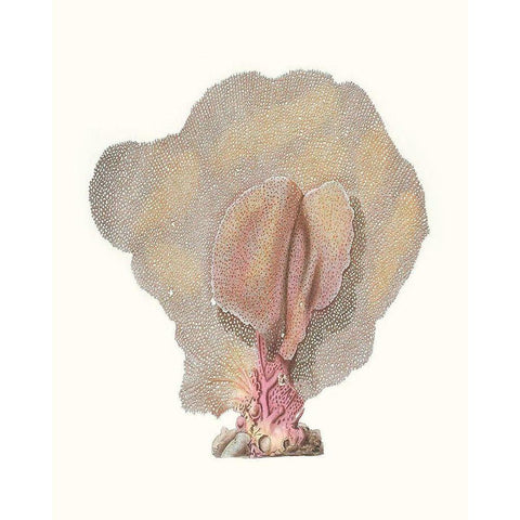 Terra Cotta Coral III Gold Ornate Wood Framed Art Print with Double Matting by Unknown