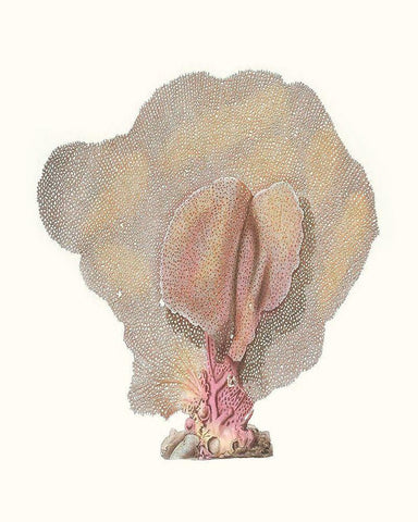 Terra Cotta Coral III Black Ornate Wood Framed Art Print with Double Matting by Unknown