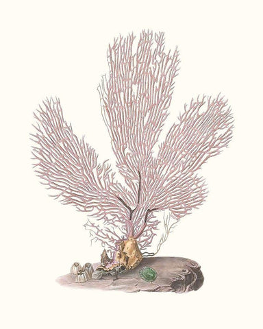 Terra Cotta Coral IV White Modern Wood Framed Art Print with Double Matting by Unknown