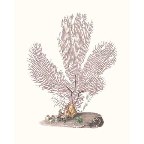 Terra Cotta Coral IV Black Modern Wood Framed Art Print by Unknown