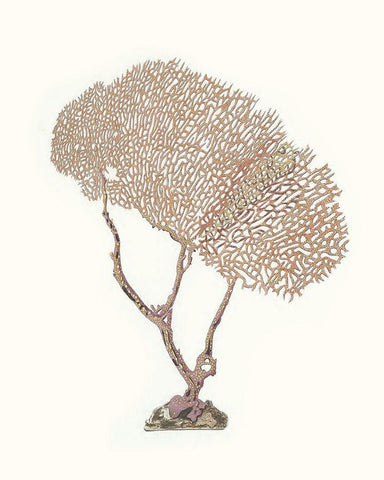 Terra Cotta Coral V Black Ornate Wood Framed Art Print with Double Matting by Unknown