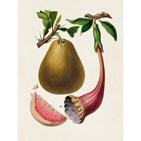 Fruit of the Tropics I White Modern Wood Framed Art Print by Unknown