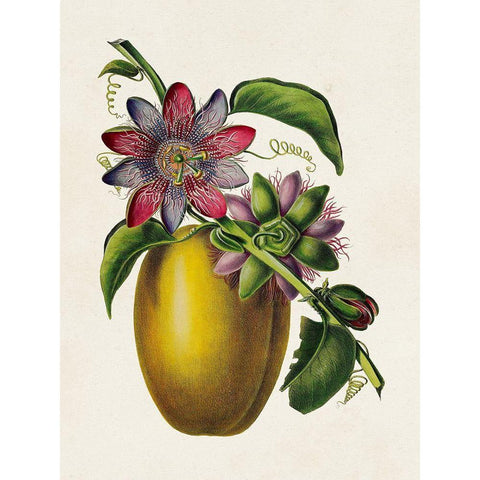 Fruit of the Tropics II Gold Ornate Wood Framed Art Print with Double Matting by Unknown