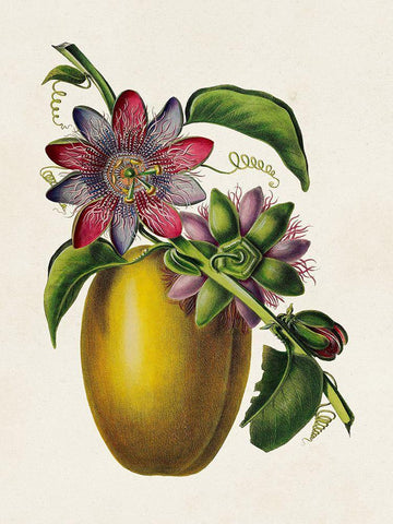 Fruit of the Tropics II Black Ornate Wood Framed Art Print with Double Matting by Unknown