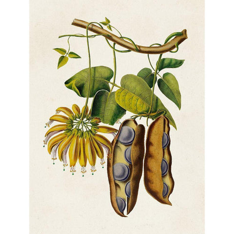 Fruit of the Tropics III White Modern Wood Framed Art Print by Unknown