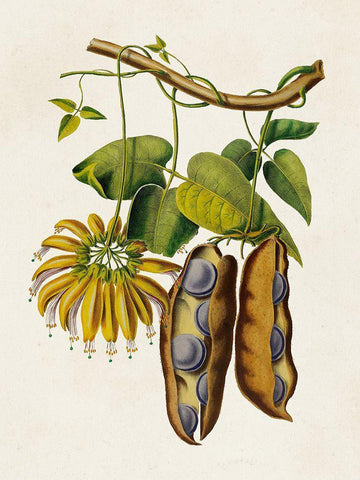 Fruit of the Tropics III Black Ornate Wood Framed Art Print with Double Matting by Unknown