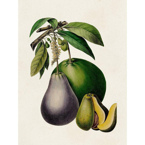 Fruit of the Tropics IV Gold Ornate Wood Framed Art Print with Double Matting by Unknown