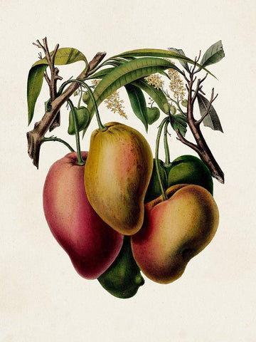 Fruit of the Tropics V Black Ornate Wood Framed Art Print with Double Matting by Unknown