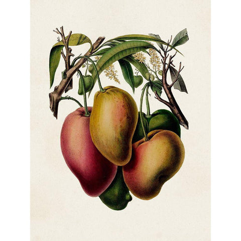 Fruit of the Tropics V Black Modern Wood Framed Art Print by Unknown