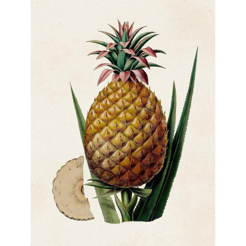 Fruit of the Tropics VI White Modern Wood Framed Art Print by Unknown